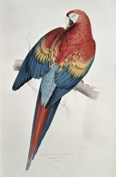 Red and Yellow Macaw by Edward Lear